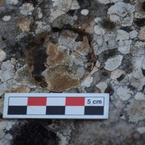 Quarry GO4B. A presumed seal hole